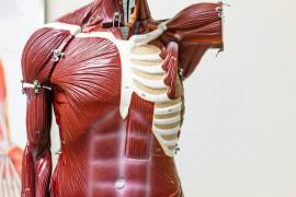 How endurance sport and triathlon affects your musculoskeletal system