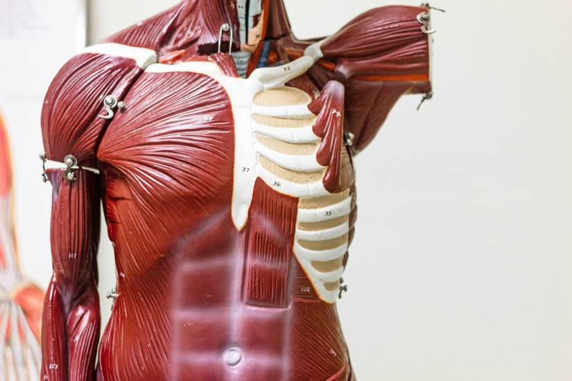 How endurance sport and triathlon affects your musculoskeletal system