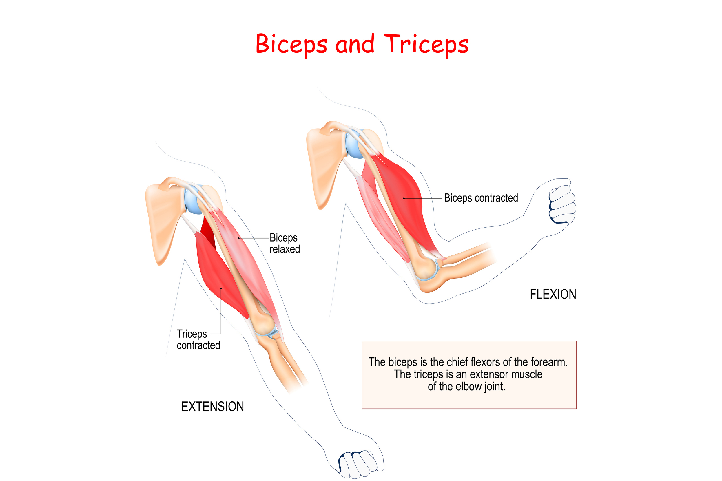 What's the difference between the triceps and the biceps? What's the difference between the triceps and the biceps?