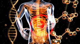 How does endurance sport affect your digestive system?