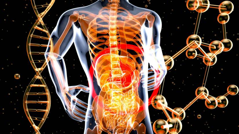 How does endurance sport affect your digestive system?