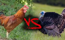 Chicken versus turkey: which is best for you?