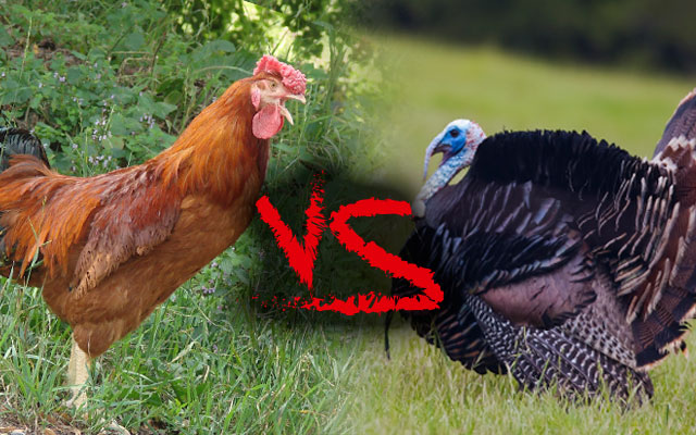 Chicken versus turkey: which is best for you?