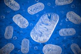 Increasing mitochondria improves performance