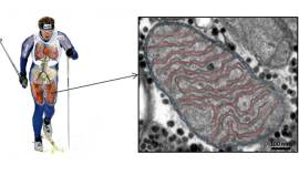 Mitochondria structure changes in elite athletes