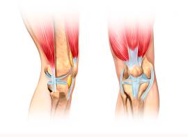 What’s the difference between muscles, tendons and ligaments?
