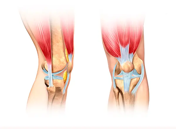 What’s the difference between muscles, tendons and ligaments?