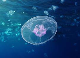 6 species of jellyfish to look out for when swimming in the sea
