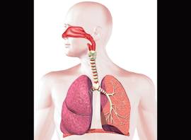 How does endurance sports affect your lungs and respiratory system?