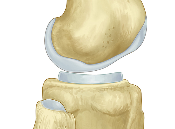 What is cartilage?