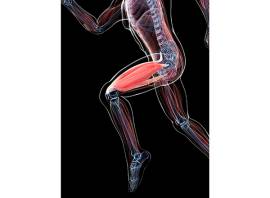 How can you tell if you have fast- or slow-twitch muscle fibres?