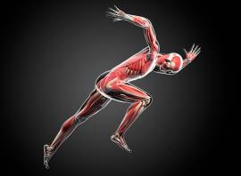 What’s the difference between slow twitch and fast twitch muscle fibres?