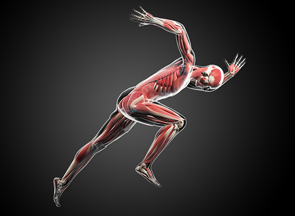 What’s the difference between slow twitch and fast twitch muscle fibres?