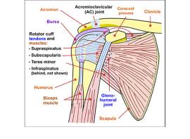 Shoulder bursitis: What it is and how to treat and prevent it