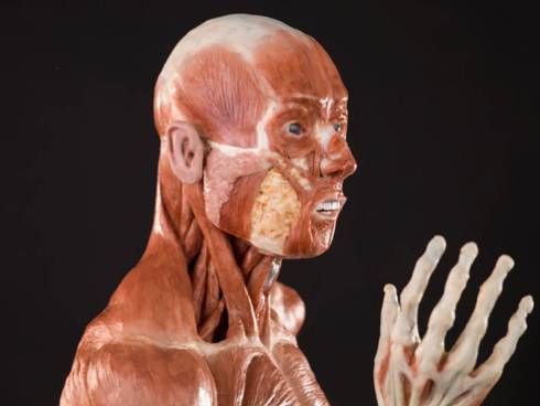 RCS Anatomy of an Athlete exhibition