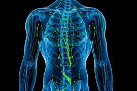 What is the lymphatic system and how does exercise affect it?