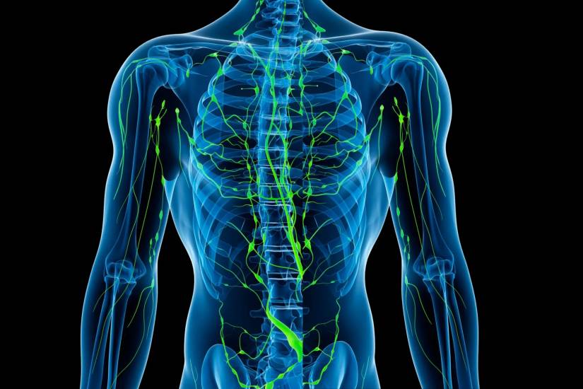 What is the lymphatic system and how does exercise affect it?