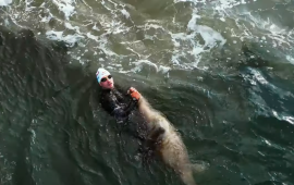 Watch: Pro triathlete attacked by seal while training for Super League
