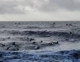 Two triathletes die in swim at Ironman Ireland